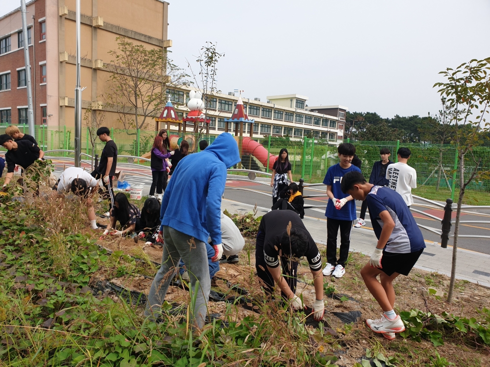 ▲ 학교 안 텃밭에서 고구마를 수확하고 있는 학생들.